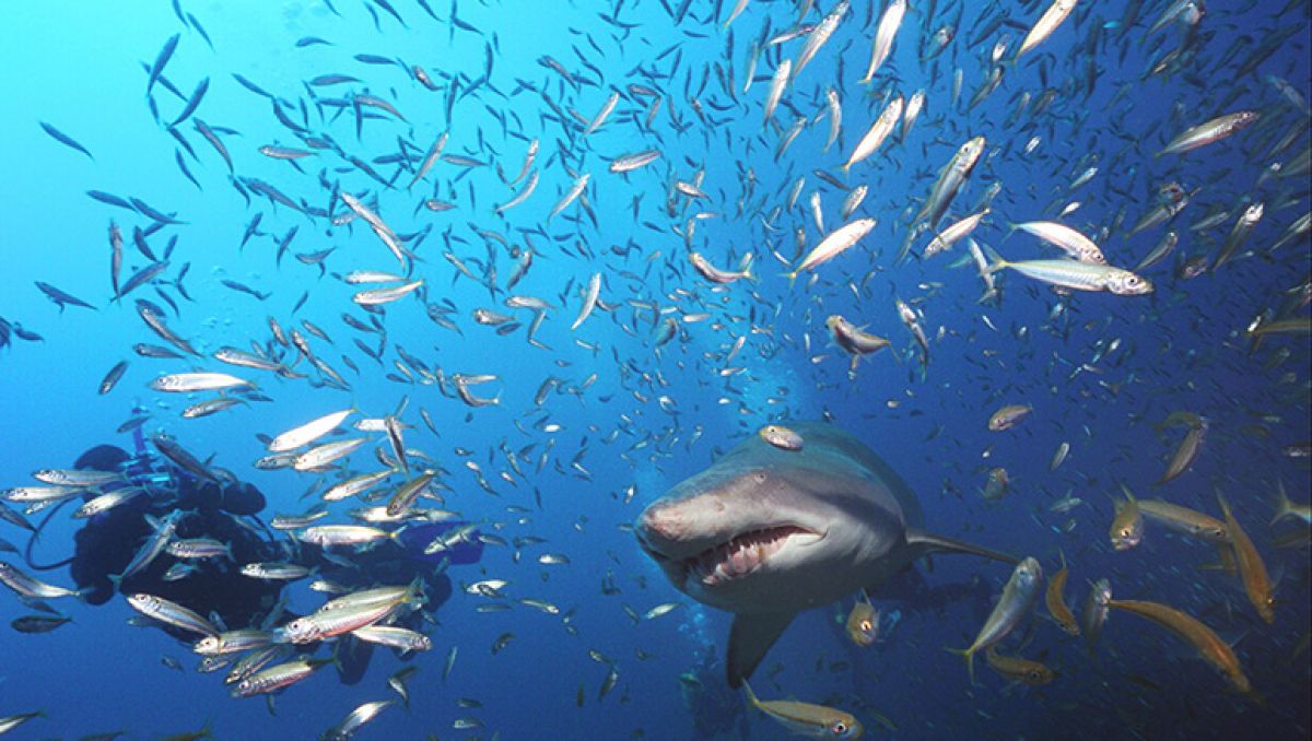 Under the Sea Family Fun at North Carolina’s Aquariums